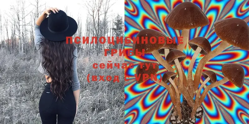 Псилоцибиновые грибы Cubensis  сколько стоит  Кораблино 